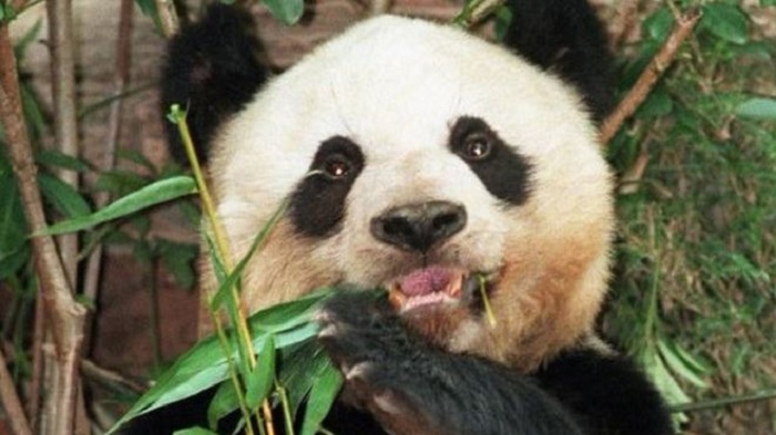 `Oldest` panda in captivity Jia Jia dies at the age of 38